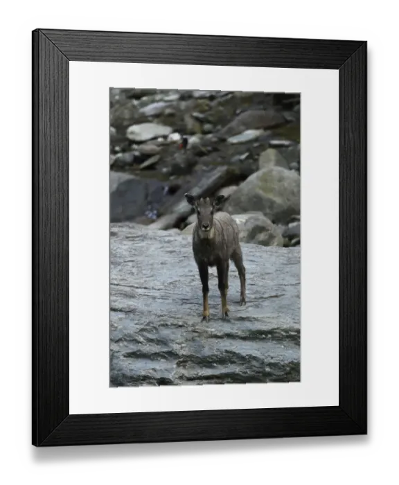 Framed Print : Chinese or Long-tailed goral (Naemorhedus griseus) standing on a stone by a river Framed Print : Chinese or Long-tailed goral (Naemorhedus griseus) standing on a stone by a river
