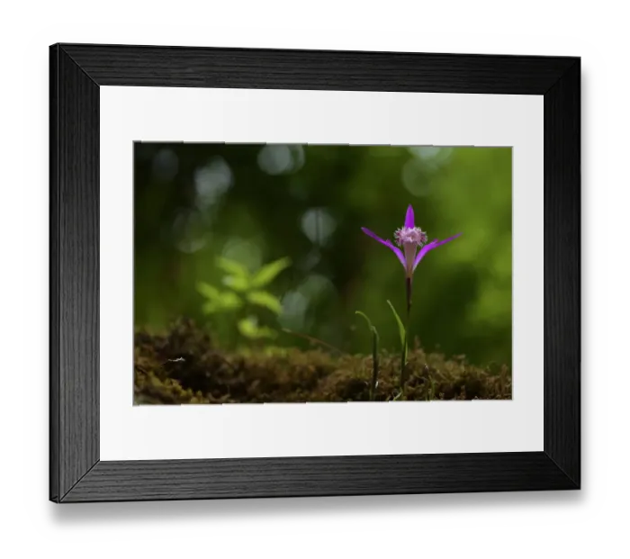 Framed Print : Hardy Chinese orchid (Pleione limprichtii) Tangjiahe National Nature Reserve, Sichuan Province Framed Print : Hardy Chinese orchid (Pleione limprichtii) Tangjiahe National Nature Reserve, Sichuan Province