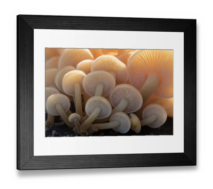 Framed Print : Close-up of the gills of a group of small mushrooms (unidentified) north Cornwall, UK Framed Print : Close-up of the gills of a group of small mushrooms (unidentified) north Cornwall, UK