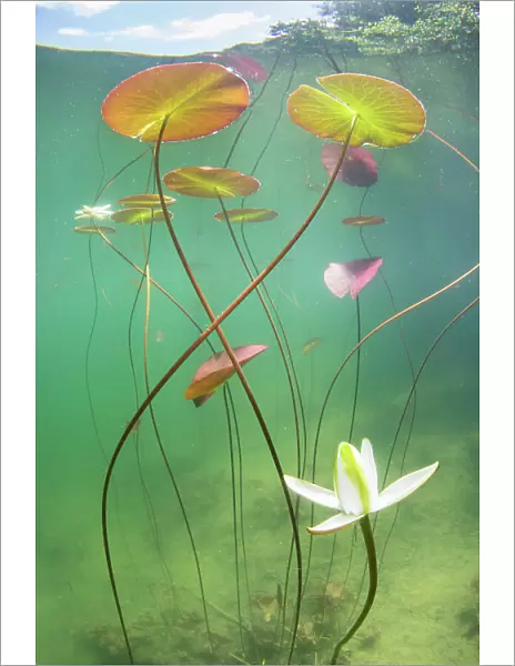 Waterlily (Nymphaea alba) flower which has opened underwater in a lake. Alps, Ain, France, June