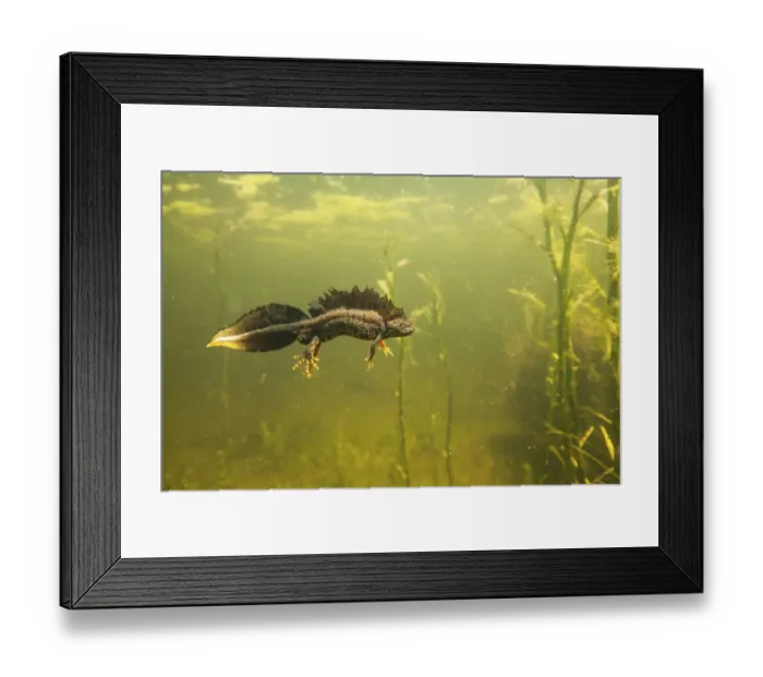 Framed Print : Northern crested newt (Triturus cristatus) male underwater in a pond, during the mating season