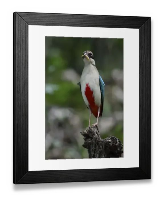 Framed Print : Fairy pitta (Pitta nympha) with a maggot in its beak, Guangshui, Hubei province, China Framed Print : Fairy pitta (Pitta nympha) with a maggot in its beak, Guangshui, Hubei province, China