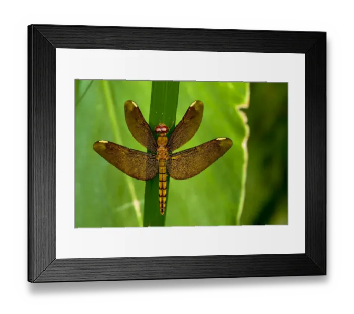 Framed Print : Fulvous forest skimmer, or Russet percher dragonfly (Neurothemis fulvia) female, Sai Kung Framed Print : Fulvous forest skimmer, or Russet percher dragonfly (Neurothemis fulvia) female, Sai Kung
