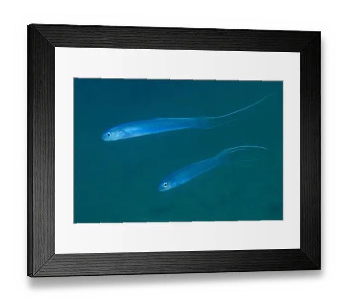 Framed Print : Thread-tail dartgoby (Ptereleotris hanae) Sharp Island or Kiu Tsui Chau, Kiu Tsui Country Park Framed Print : Thread-tail dartgoby (Ptereleotris hanae) Sharp Island or Kiu Tsui Chau, Kiu Tsui Country Park