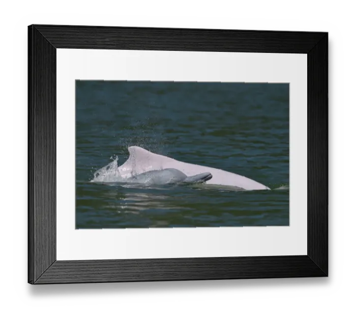 Framed Print : Indo-Pacific humpback dolphins (Sousa chinensis) at surface, Tai O, Lantau Island Framed Print : Indo-Pacific humpback dolphins (Sousa chinensis) at surface, Tai O, Lantau Island