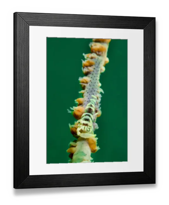 Framed Print : Whip coral shrimp (Pontonides uncigar) Bluff Island, south of Sai Kung Peninsula Framed Print : Whip coral shrimp (Pontonides uncigar) Bluff Island, south of Sai Kung Peninsula