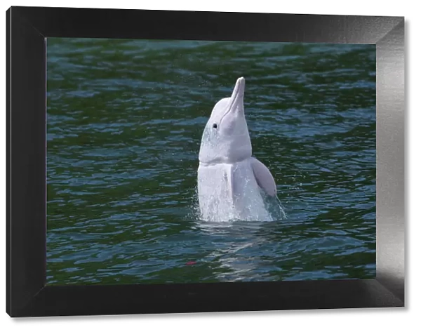 Indo-Pacific humpback dolphin (Sousa chinensis) with fishing net damage around throat