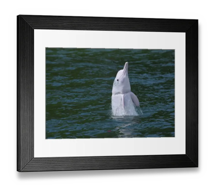 Framed Print : Indo-Pacific humpback dolphin (Sousa chinensis) with fishing net damage around throat Framed Print : Indo-Pacific humpback dolphin (Sousa chinensis) with fishing net damage around throat