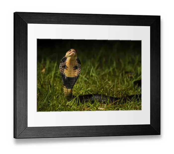 Framed Print : Chinese cobra (Naja atra) in threat stance, Shek Pik, southwestern coast of Lantau Island Framed Print : Chinese cobra (Naja atra) in threat stance, Shek Pik, southwestern coast of Lantau Island