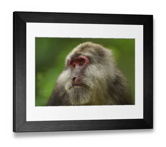 Framed Print : Tibetan macaque (Macaca thibetana) Tangjiahe Nature Reserve, Sichuan Province, China Framed Print : Tibetan macaque (Macaca thibetana) Tangjiahe Nature Reserve, Sichuan Province, China