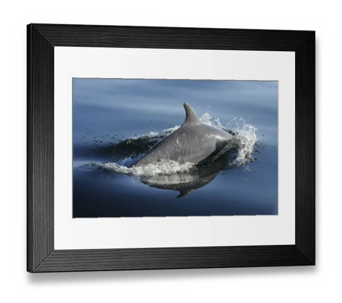 Framed Print : Bottlenose dolphin (Tursiops truncatus) surfacing, off the Lleyn Peninsula, North Wales, UK Framed Print : Bottlenose dolphin (Tursiops truncatus) surfacing, off the Lleyn Peninsula, North Wales, UK