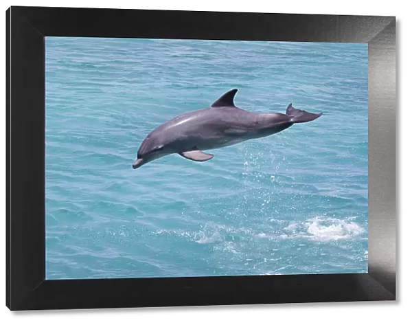 Bottlenose Dolphin (Tursiops truncatus) leaping, Curacao, Netherland Antilles, Caribbean