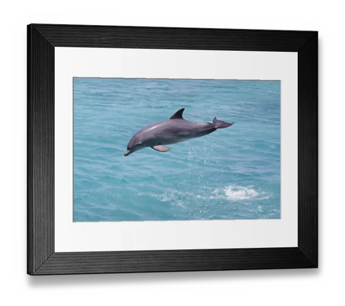 Framed Print : Bottlenose Dolphin (Tursiops truncatus) leaping, Curacao, Netherland Antilles, Caribbean Framed Print : Bottlenose Dolphin (Tursiops truncatus) leaping, Curacao, Netherland Antilles, Caribbean