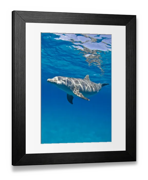 Framed Print : Bottlenose dolphin (Tursiops truncatus) swimming beneath a calm sea surface. Sandy Ridge Framed Print : Bottlenose dolphin (Tursiops truncatus) swimming beneath a calm sea surface. Sandy Ridge