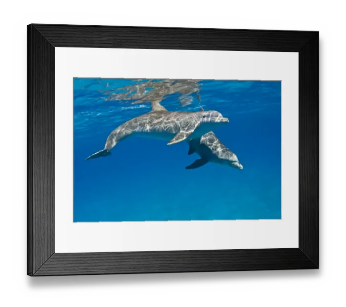 Framed Print : A pair of Bottlenose dolphins (Tursiops truncatus) swimming beneath the surface. Sandy Ridge