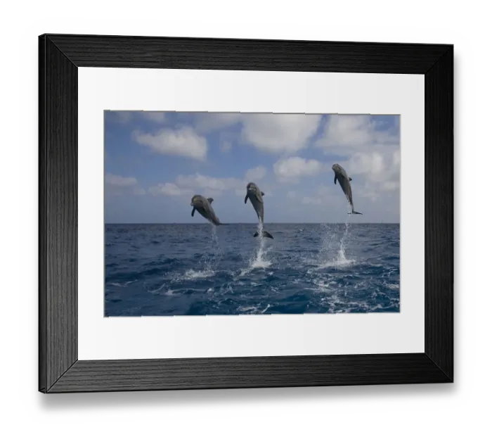 Framed Print : Three Bottle-nosed dolphins (Tursiops truncatus) breaching, Bay Islands, Honduras, Caribbean Framed Print : Three Bottle-nosed dolphins (Tursiops truncatus) breaching, Bay Islands, Honduras, Caribbean