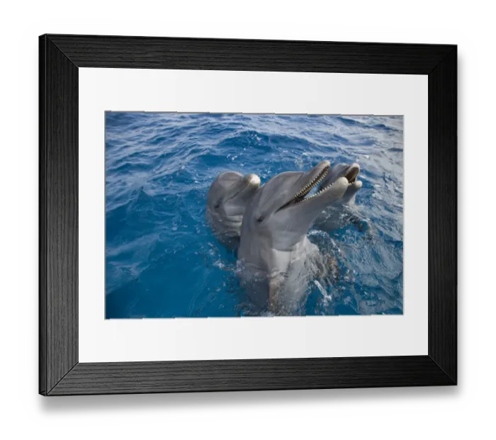 Framed Print : Three Bottle-nosed dolphins (Tursiops truncatus) spy hopping, Bay Islands, Honduras, Caribbean Framed Print : Three Bottle-nosed dolphins (Tursiops truncatus) spy hopping, Bay Islands, Honduras, Caribbean