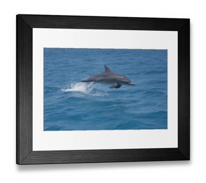 Framed Print : A bottle-nosed Dolphin (Tursiops truncatus) jumping with a Remora (Echeneidae) attached Framed Print : A bottle-nosed Dolphin (Tursiops truncatus) jumping with a Remora (Echeneidae) attached