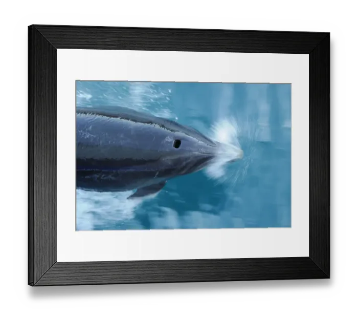Framed Print : Bottlenose dolphin (Tursiops truncatus) surfacing seen from above, Marlborough Sounds