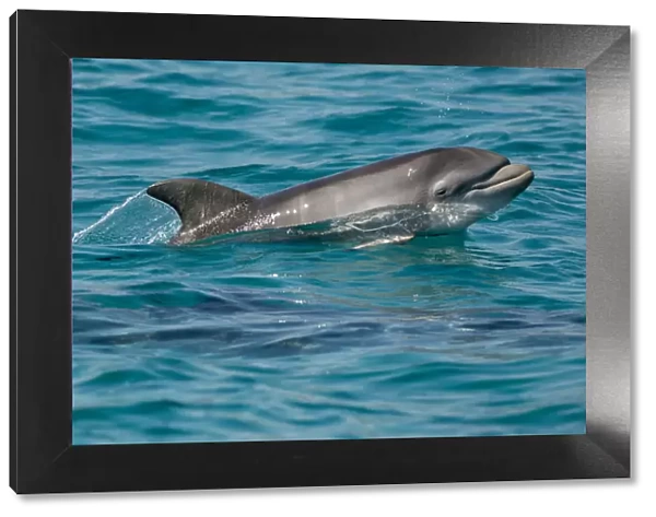 Bottlenose dolphin (Tursiops truncatus) baby age two weeks porpoising, Sado Estuary