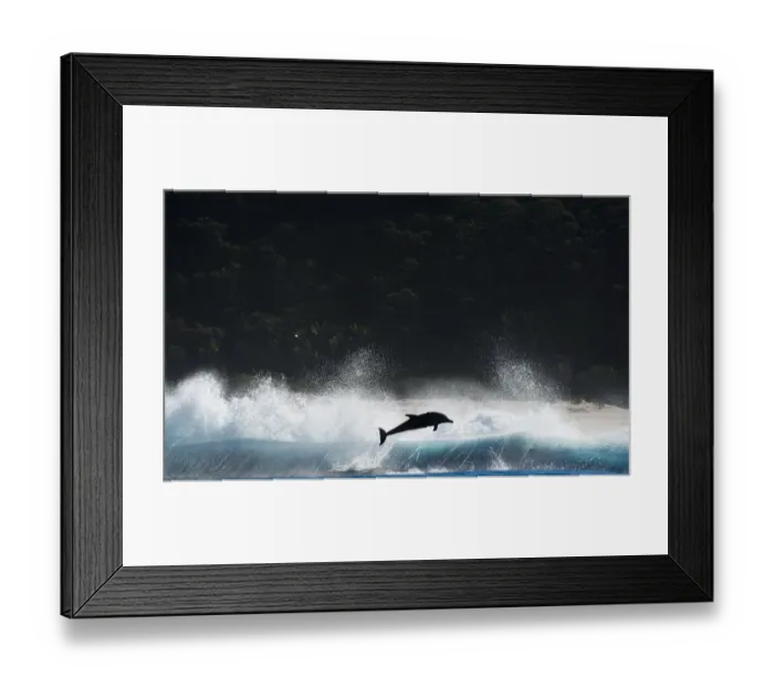 Framed Print : Bottlenosed dolphin (Tursiops truncatus) porpoising during annual sardine run, Port St Johns Framed Print : Bottlenosed dolphin (Tursiops truncatus) porpoising during annual sardine run, Port St Johns