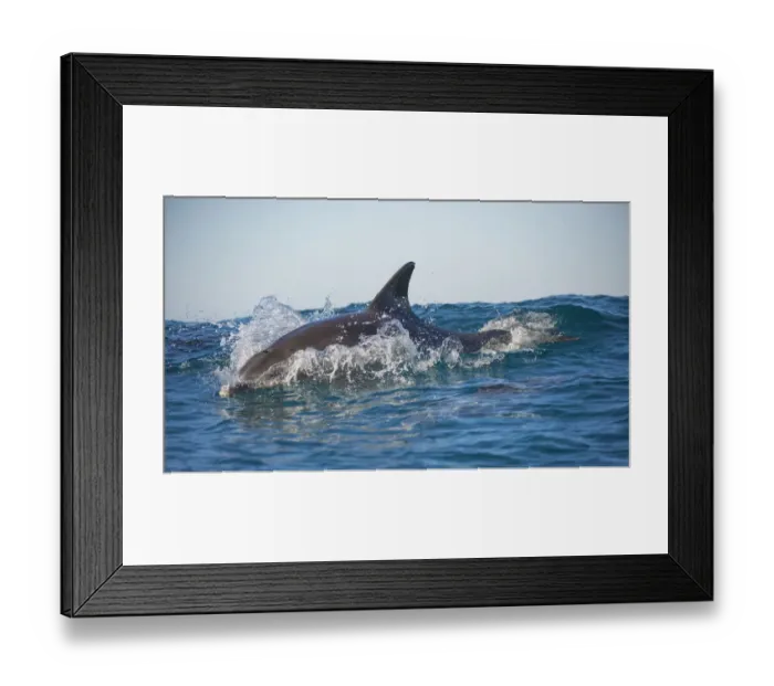 Framed Print : Bottlenose dolphin (Tursiops truncatus) porpoising at surface, Port St Johns, South Framed Print : Bottlenose dolphin (Tursiops truncatus) porpoising at surface, Port St Johns, South