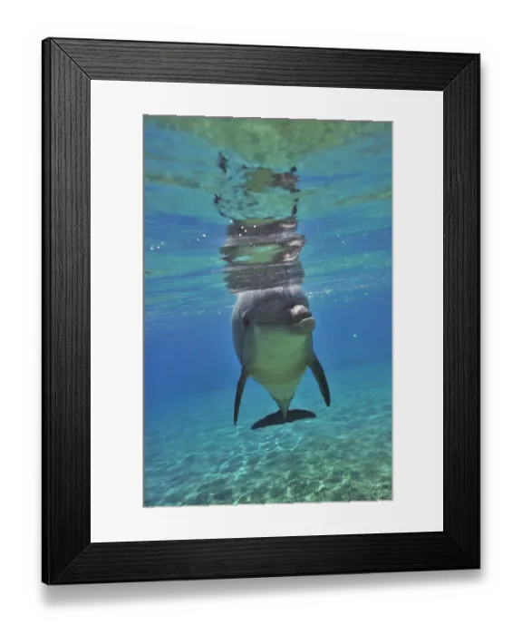 Framed Print : Bottlenose dolphin (Tursiops truncatus) approaching with curiosity, Dolphin Reef, Eilat, Israel Framed Print : Bottlenose dolphin (Tursiops truncatus) approaching with curiosity, Dolphin Reef, Eilat, Israel