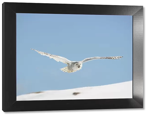 Snowy Owl (Nyctea scandiaca) adult female flying over snow, winter, Europe Captive  / 