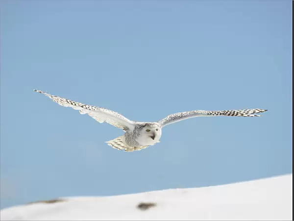Snowy Owl (Nyctea scandiaca) adult female flying over snow, winter, Europe Captive  / 