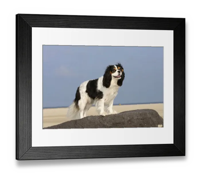 Framed Print : Cavalier King Charles Spaniel, tricolour, on beach Framed Print : Cavalier King Charles Spaniel, tricolour, on beach
