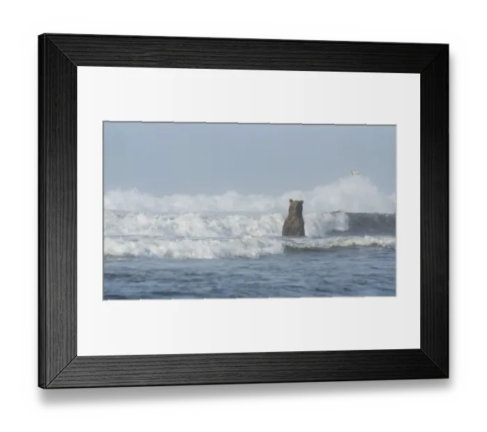Framed Print : A Kamchatka Brown Bear (Ursus arctos beringianus) standing in breaking waves Framed Print : A Kamchatka Brown Bear (Ursus arctos beringianus) standing in breaking waves
