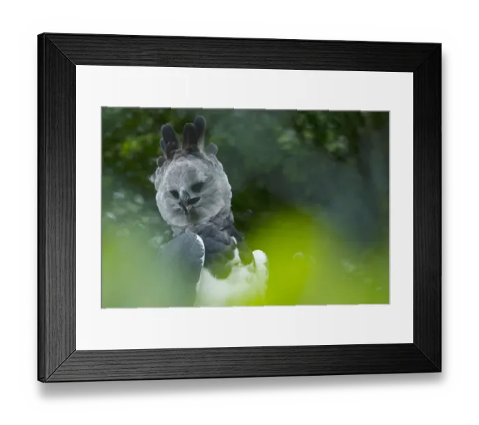 Framed Print : Harpy eagle (Harpia harpyja) native to South America, captive Framed Print : Harpy eagle (Harpia harpyja) native to South America, captive