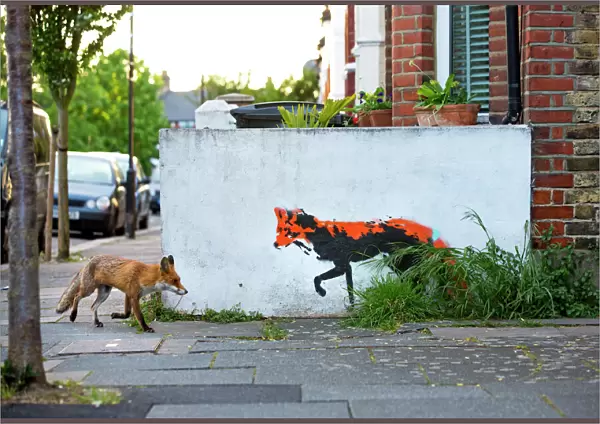 Urban Red fox (Vulpes vulpes) walking past wall with red fox mural  /  graffiti. North London