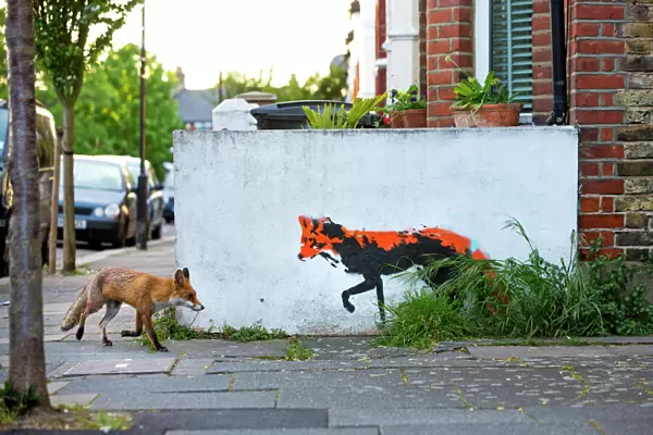 Urban Red fox (Vulpes vulpes) walking past wall with red fox mural  /  graffiti. North London