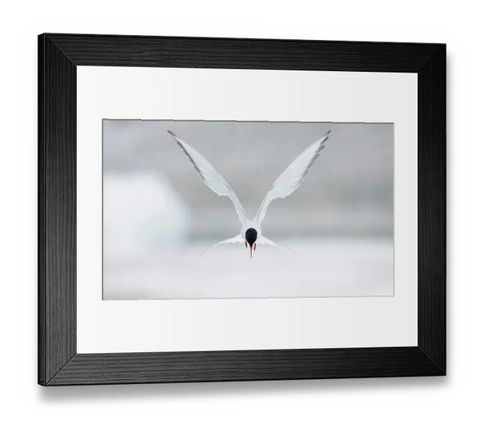 Framed Print : Arctic Tern (Sterna paradisaea) hovering in flight, June, Iceland. Magic Moments book plate