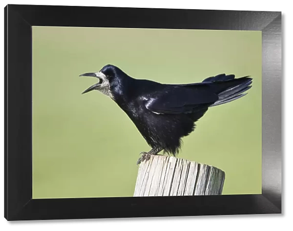 Rook {Corvus frugilegus} perched, calling, on post, Northumberland, England