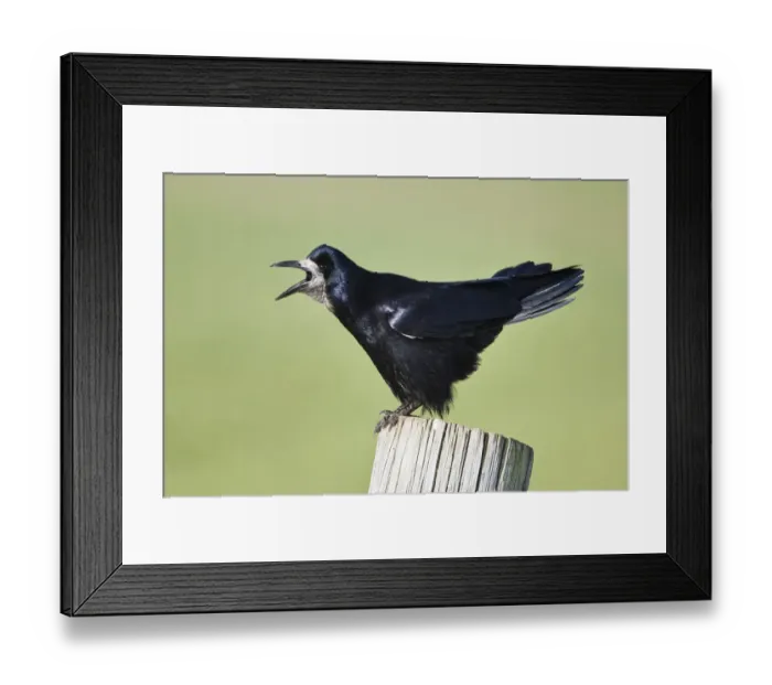 Framed Print : Rook {Corvus frugilegus} perched, calling, on post, Northumberland, England Framed Print : Rook {Corvus frugilegus} perched, calling, on post, Northumberland, England
