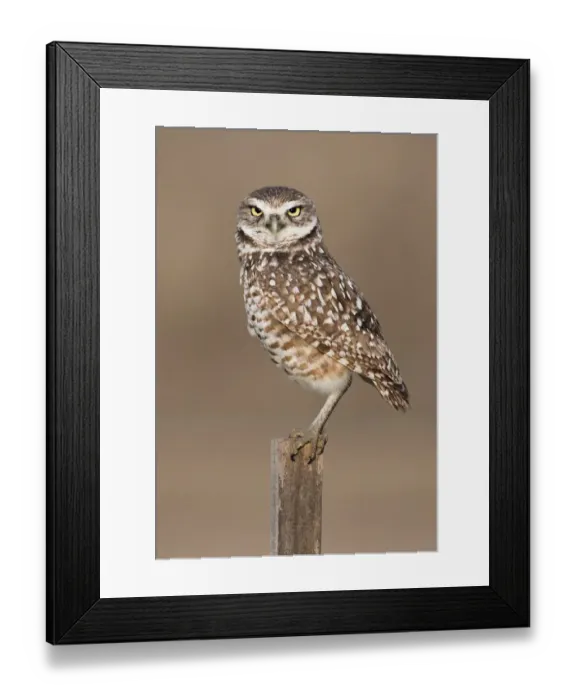 Framed Print : Burrowing Owl {Athene cunicularia} perched on post, Cape Coral, Florida, USA Framed Print : Burrowing Owl {Athene cunicularia} perched on post, Cape Coral, Florida, USA