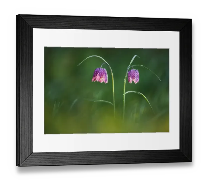 Framed Print : Snakes Head fritillary flowers {Fritillaria meleagris} Powerstock Common, Dorset