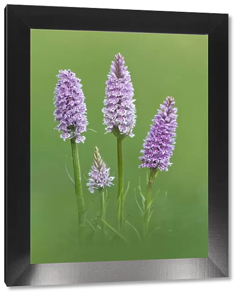 Common Spotted Orchid {Dactylorhiza fuchsii} flowers, Hardington Moor NNR, Somerset