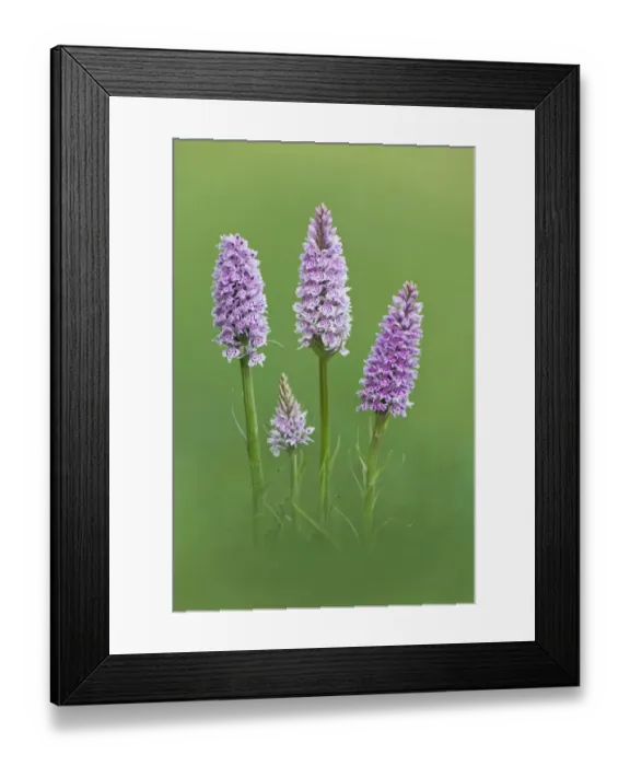 Framed Print : Common Spotted Orchid {Dactylorhiza fuchsii} flowers, Hardington Moor NNR, Somerset Framed Print : Common Spotted Orchid {Dactylorhiza fuchsii} flowers, Hardington Moor NNR, Somerset