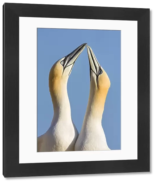 Northern gannets {Morus bassanus} pair in courtship display, Great Saltee, Co. Wexford