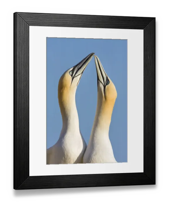 Framed Print : Northern gannets {Morus bassanus} pair in courtship display, Great Saltee, Co. Wexford Framed Print : Northern gannets {Morus bassanus} pair in courtship display, Great Saltee, Co. Wexford