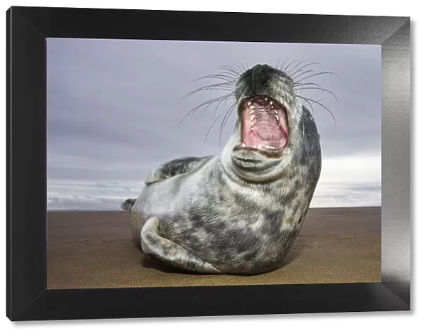 Juvenile Grey Seal {Halichoerus grypus} yawning, Donna Nook, Lincolnshire, England