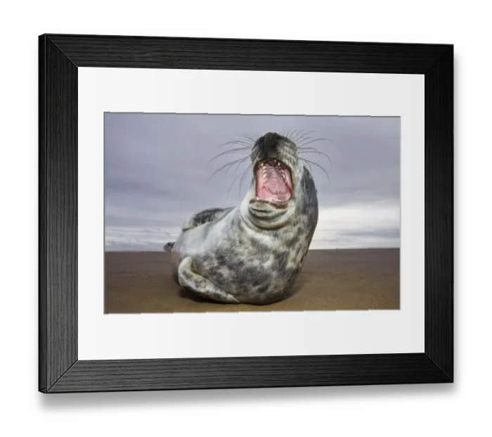 Framed Print : Juvenile Grey Seal {Halichoerus grypus} yawning, Donna Nook, Lincolnshire, England Framed Print : Juvenile Grey Seal {Halichoerus grypus} yawning, Donna Nook, Lincolnshire, England
