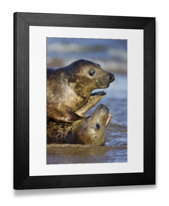 Framed Print : Grey Seal {Halichoerus grypus} playing in the surf, Donna Nook, Lincolnshire, England Framed Print : Grey Seal {Halichoerus grypus} playing in the surf, Donna Nook, Lincolnshire, England