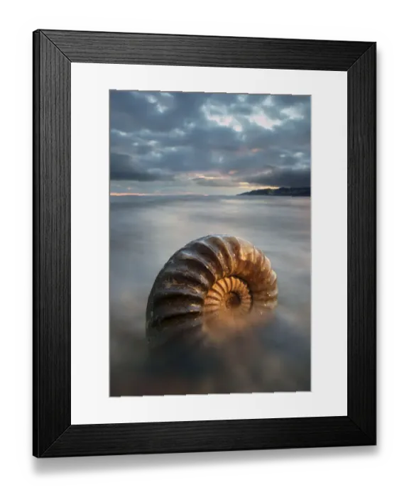 Framed Print : Ammonite fossil on beach, Charmouth, Jurassic Coast World Heritage Site, Dorset, England Framed Print : Ammonite fossil on beach, Charmouth, Jurassic Coast World Heritage Site, Dorset, England