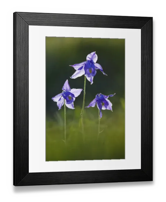 Framed Print : Alpine columbine (Aquilegia alpina) Mont Ventoux, Provence, France, July Framed Print : Alpine columbine (Aquilegia alpina) Mont Ventoux, Provence, France, July