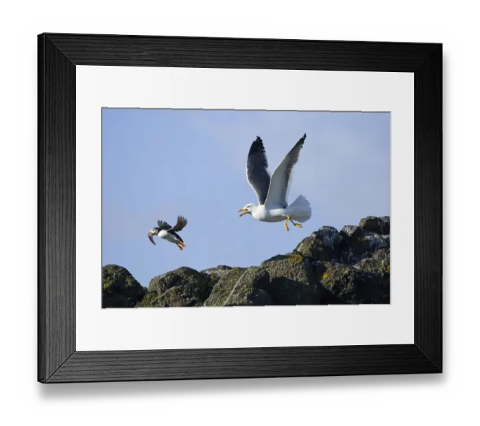Framed Print : Puffin (Fratercula arctica) with fish chased by Lesser black-backed gull (Larus fuscus) Isle of May Framed Print : Puffin (Fratercula arctica) with fish chased by Lesser black-backed gull (Larus fuscus) Isle of May