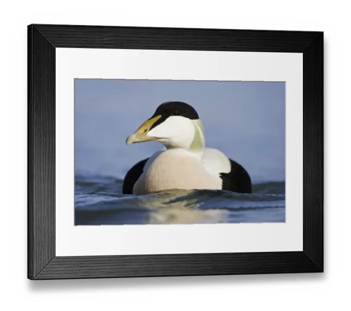 Framed Print : Eider (Somateria mollissima) male on water, Seahouses, Northumberland, England, February Framed Print : Eider (Somateria mollissima) male on water, Seahouses, Northumberland, England, February